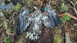Investigation 'ongoing' into shooting of white-tailed eagle