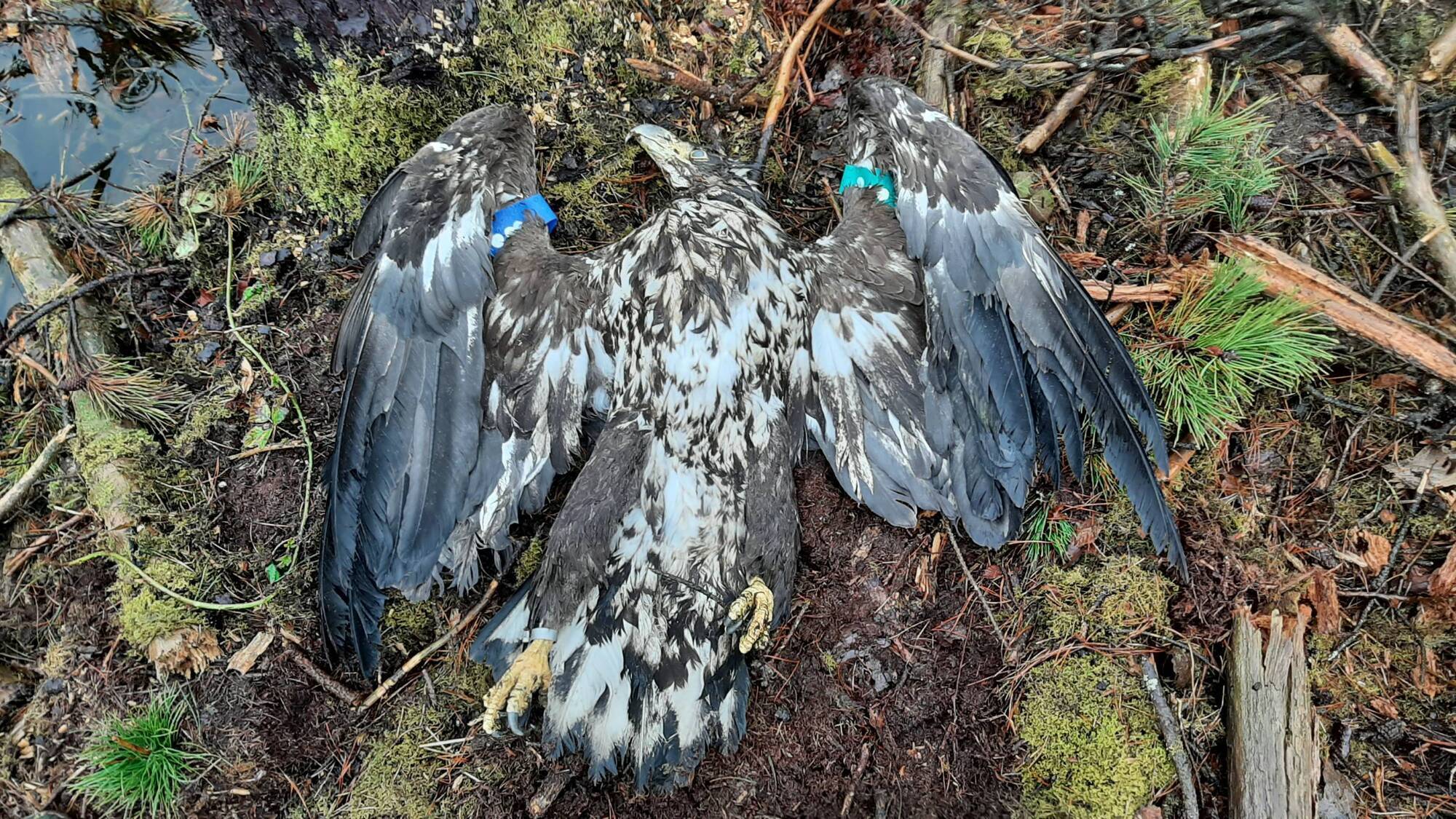 Investigation 'ongoing' into shooting of white-tailed eagle - News - Vimarsana News