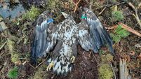 Investigation 'ongoing' into shooting of white-tailed eagle