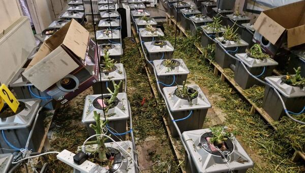 Cannabis plants and cannabis herb with an estimated street value of €700,000 were seized by investigating Gardaí.