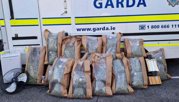 Some of the cannabis plants seized this afternoon.