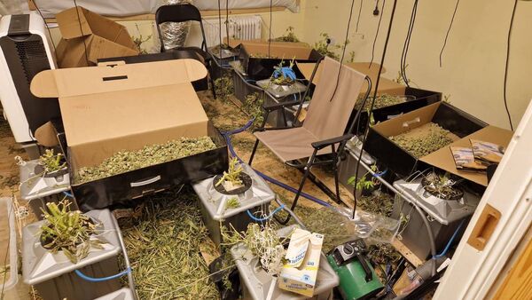 Gardaí seize €700,000 worth of cannabis in County Roscommon drugs haul