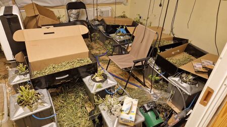 Gardaí seize €700,000 worth of cannabis in County Roscommon drugs haul