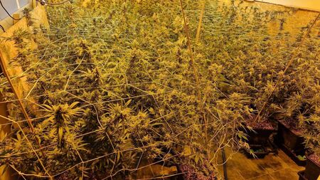 Second major drugs haul in County Roscommon