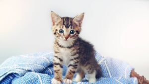Special kitten adoption day taking place in Roscommon