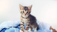 Special kitten adoption day taking place in Roscommon