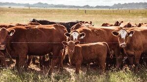 Court hears farmer made false statement about missing cattle that were in neighbour's shed Court hears farmer made false statement about missing cattle that were in neighbour's shed