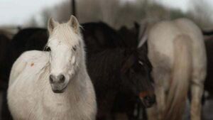 EU investigation launched after RTÉ documentary highlighted abuse of horses EU investigation launched after RTÉ documentary highlighted abuse of horses