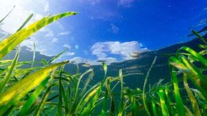 EU countries approve landmark nature restoration law after delays EU countries approve landmark nature restoration law after delays