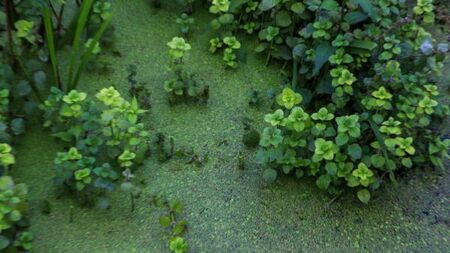 Alarm at lack of plan as algae resurfaces on the North's largest fresh water lake