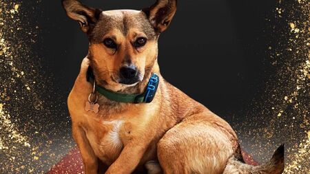 Rua turns ‘ruff start’ in life into 'fairy-tail' as he represents County Roscommon in ‘Nose of Tralee’ contest