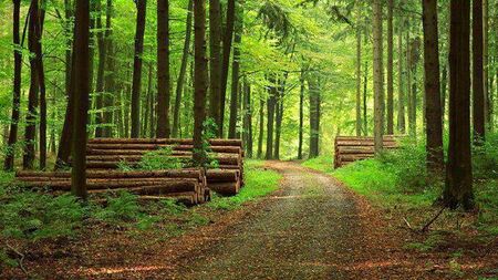 Forestry levels in County Roscommon at all time high