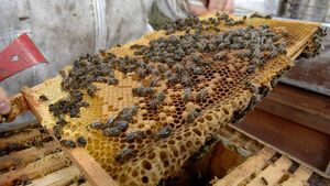 Hugh Lynn believes beekeeping is one of the most relaxing pastimes