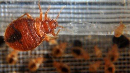 Supporters travelling to Paris Olympics warned over bed bugs