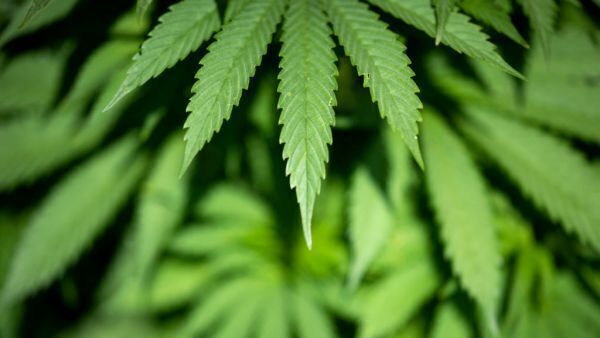 Cavan woman fails in challenge over hemp product restrictions