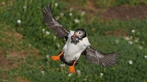Protection area could mean brighter future for puffins on Saltee Islands