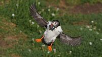 Protection area could mean brighter future for puffins on Saltee Islands