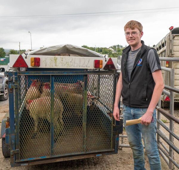 Jason Hanson from Elphin bought seven ewe lambs, averaging 18kg, for €70 apiece at Drumshanbo Mart. Pic. Gerry Faughnan 