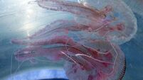Warning after person injured following influx of mauve stinger jellyfish in Donegal