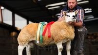 West Region Texel Club Premier Show and Sale tonight