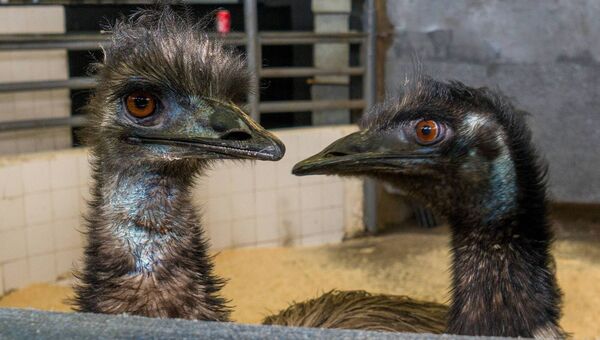Two emus from Tullyboy Farm a star attraction at Elphin Agricultural Show. Pic. Gerry Faughnan Two emus from Tullyboy Farm a star attraction at Elphin Agricultural Show. Pic. Gerry Faughnan