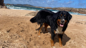 'Miracle' as dog missing for over two weeks found clinging to cliff edge in Donegal 'Miracle' as dog missing for over two weeks found clinging to cliff edge in Donegal