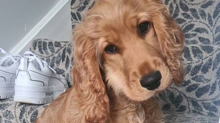 Roscommon pup encourages families to enter Puppy of the Year 2024