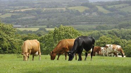 Agricultural Output Prices sees increase to potatoes, milk and vegetables in July