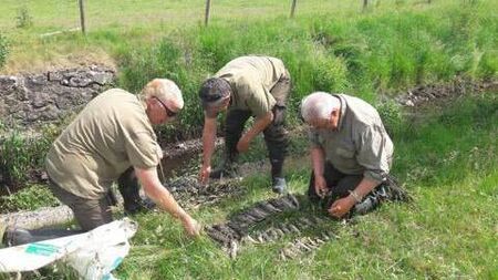 Thirteen recorded fish kills in County Roscommon