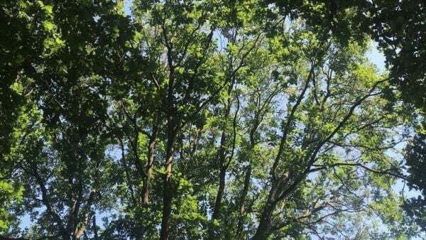 'Barbarism and vandalism': Farmer pleads guilty to destruction of native woodland