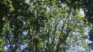 'Barbarism and vandalism': Farmer pleads guilty to destruction of native woodland 'Barbarism and vandalism': Farmer pleads guilty to destruction of native woodland