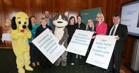 Stormont urged to introduce new regulations around pet breeding
