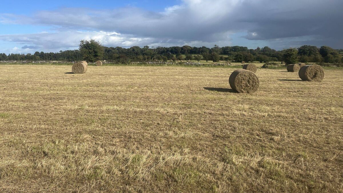 Prime C.42-acre County Roscommon farm on the market