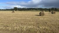 Prime C.42-acre County Roscommon farm on the market