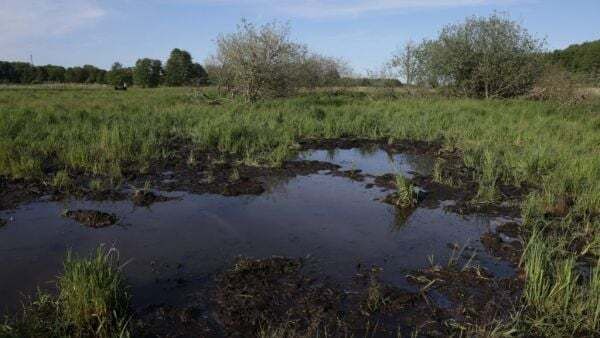 New wetland restoration project opens a call for public participation