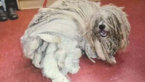 Filthy dog with '12-inch dreads' could not walk straight after living in cage, court told Filthy dog with '12-inch dreads' could not walk straight after living in cage, court told