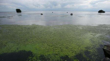Blue-green algae on Ireland's largest lake to be observed from space