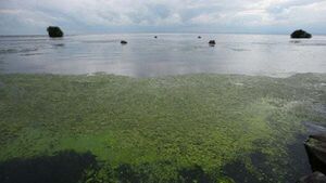 Blue-green algae on Ireland's largest lake to be observed from space Blue-green algae on Ireland's largest lake to be observed from space