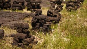 Turf cutters' appeal over law prosecuting them dismissed by Supreme Court Turf cutters' appeal over law prosecuting them dismissed by Supreme Court
