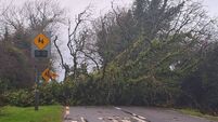 Pilot scheme urged for county to address dangerous trees 