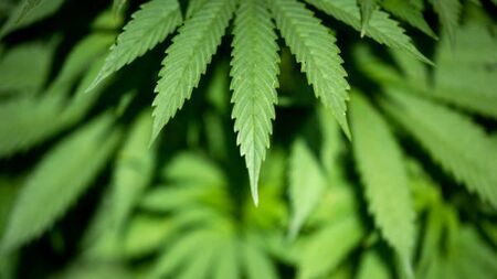 Oireachtas committee recommends 'cannabis clubs' legislation