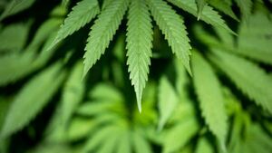 Oireachtas committee recommends 'cannabis clubs' legislation Oireachtas committee recommends 'cannabis clubs' legislation