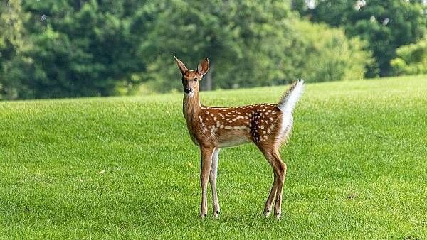 West Cork councillors call for deer cull as motorists report 'near misses'