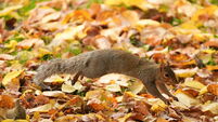 County Roscommon records warmest November day in the country