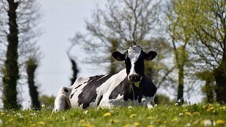 Drop in farmer numbers leads to increase milk, cheese, and butter prices