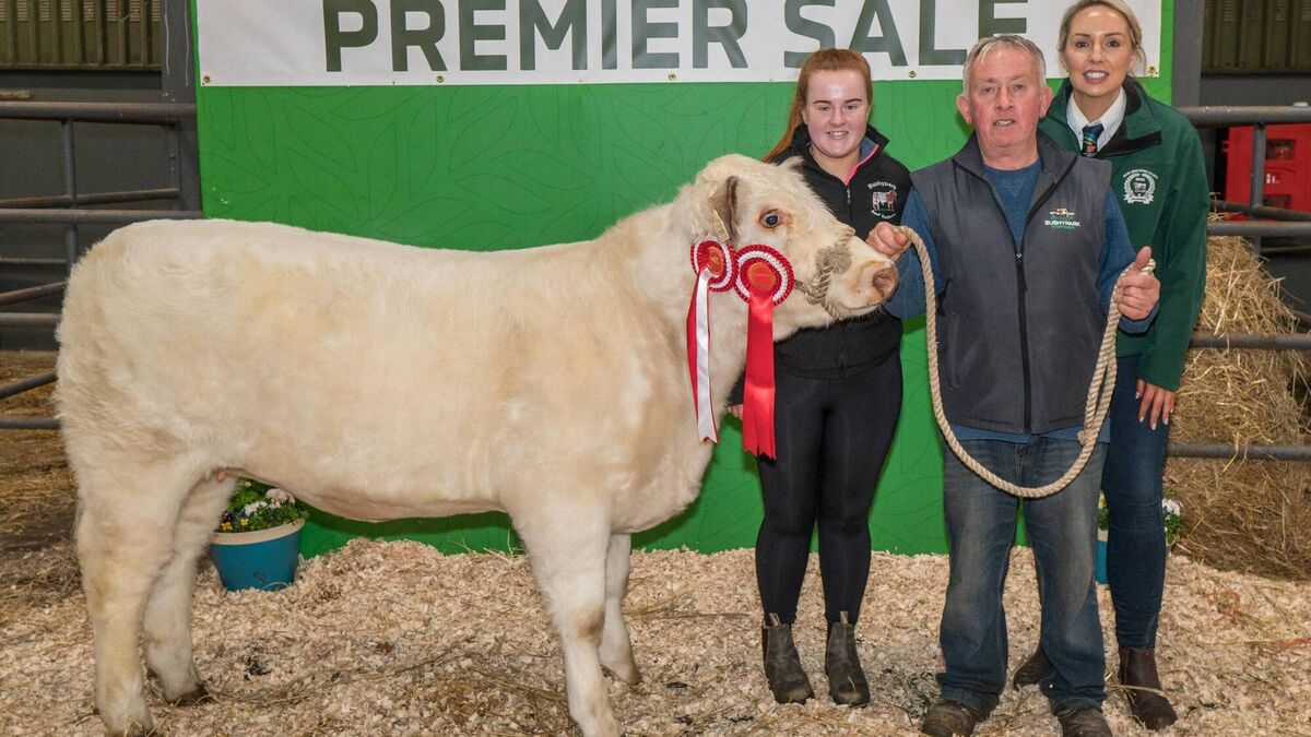 Heifer calf breaks the price records at Carrick-on-Shannon sale