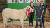 Heifer calf breaks the price records at Carrick-on-Shannon sale