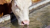 New study reveals Roscommon among top counties to start a farm 