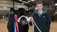 Hot price obtained for heifer at Carrick Winter Fair