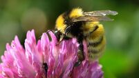 Talk on bees and pollinators